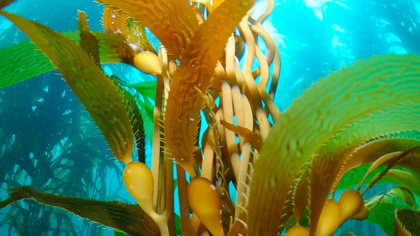 Giant kelp rising through clear teal water